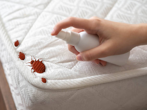 Best Mosquito Control Services  in Solana, FL
