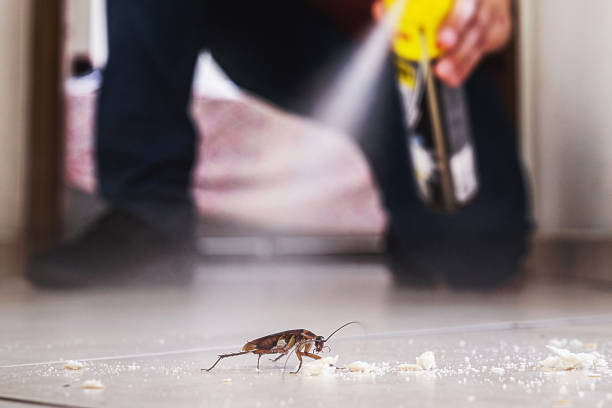 Best Wasp Removal Services  in Solana, FL