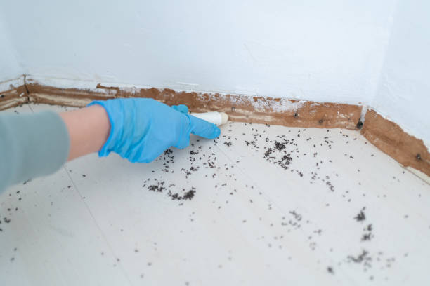 Best Pest Control Near Me  in Solana, FL